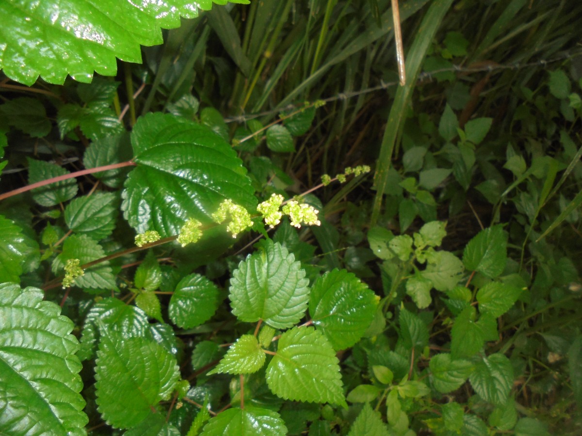 Laportea interrupta (L.) Chew